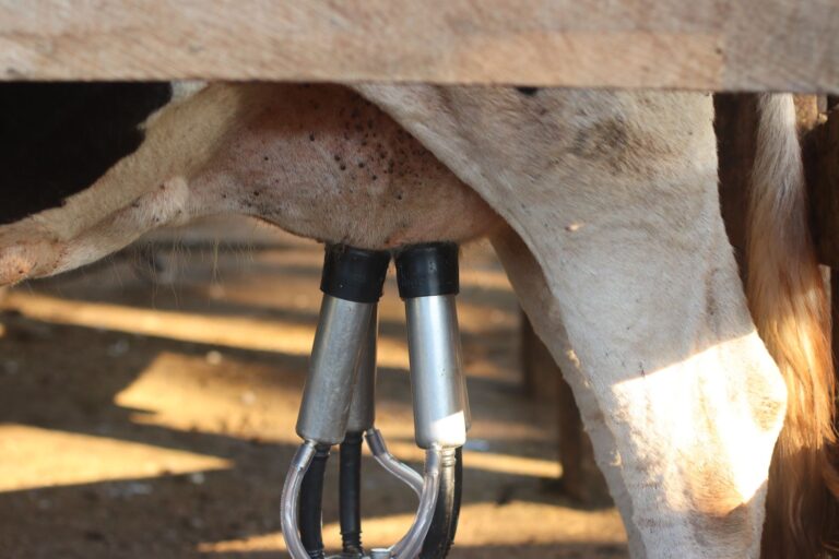 Agriculture bretonne : ce que les chiffres disent des filières